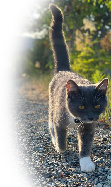 Gaan katten vooral zwerven bij mooi weer?